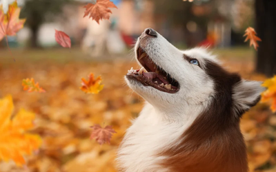 Fall Shedding Season: How Grooming Keeps Pets Comfortable