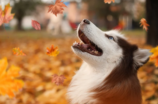Fall Shedding Season: How Grooming Keeps Pets Comfortable