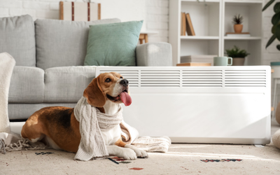 Holiday Boarding Prep: Ensuring Pets Enjoy Their Fall Staycation