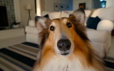 Pet Parent FAQs: Everything You Need to Know Before Boarding