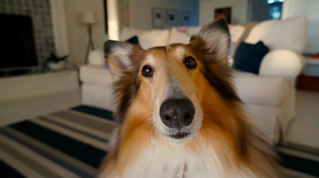Pet Parent FAQs: Everything You Need to Know Before Boarding
