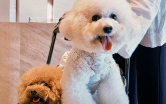Safety First: How We Keep Pets Secure and Comfortable