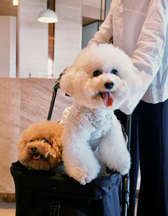 Safety First: How We Keep Pets Secure and Comfortable