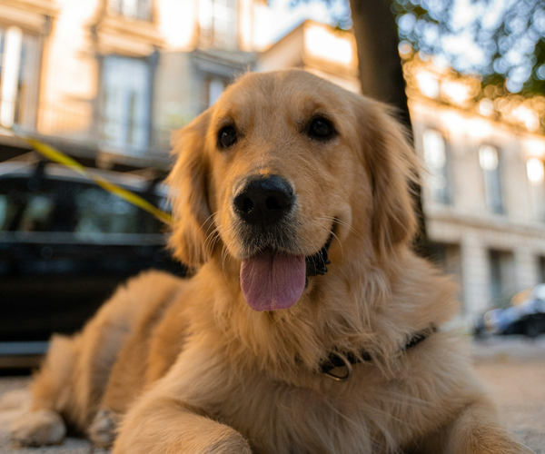 About - Dog Portrait