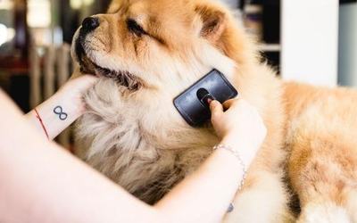 COAT AND FUR CARE