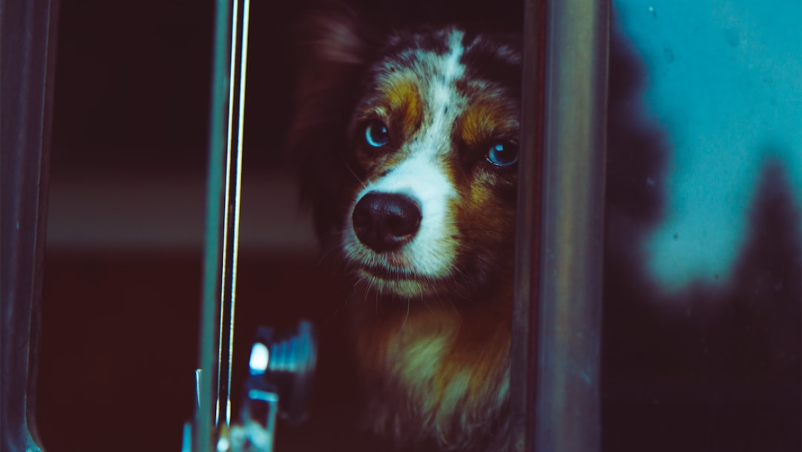 How Often Should You Groom Your Dog? A Complete Guide