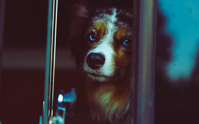 How Often Should You Groom Your Dog? A Complete Guide