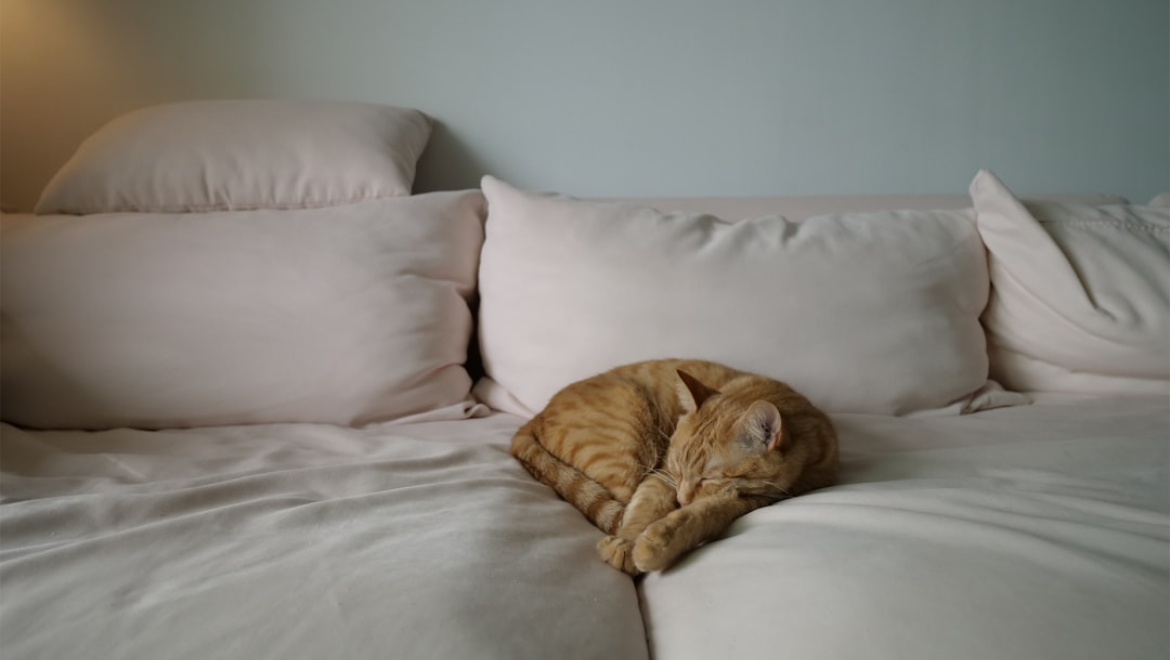 Understanding Common Pet Allergies and How to Manage Them