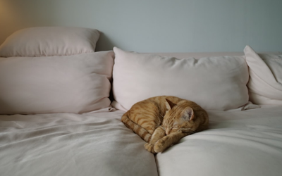 Understanding Common Pet Allergies and How to Manage Them