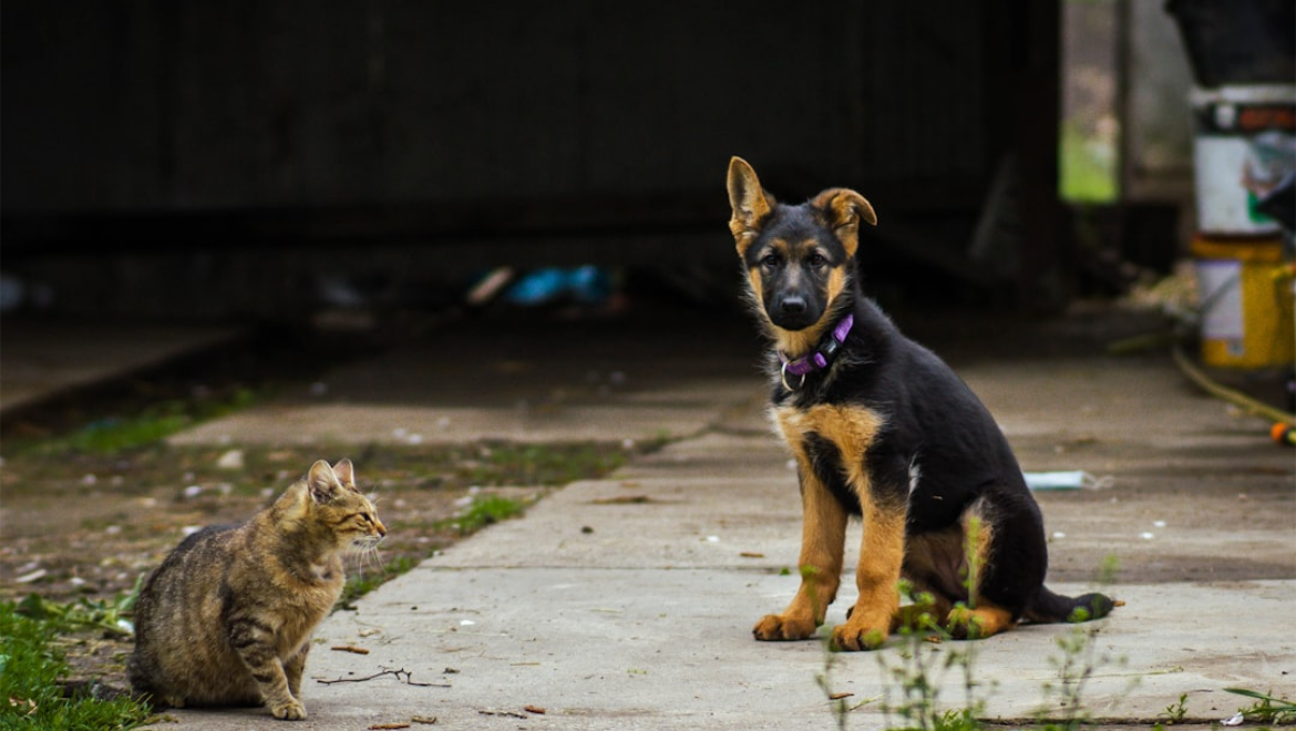 Basic Obedience Training: Where to Start With Your New Puppy