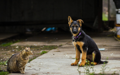 Basic Obedience Training: Where to Start With Your New Puppy