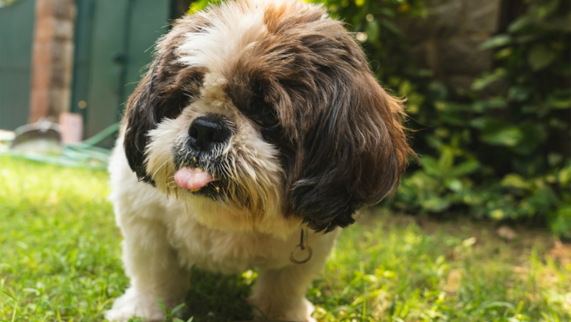 What to Feed Your Pet: A Nutritional Guide for Dogs and Cats