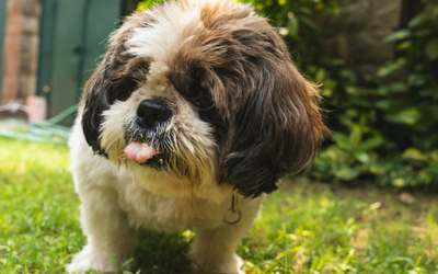 What to Feed Your Pet: A Nutritional Guide for Dogs and Cats