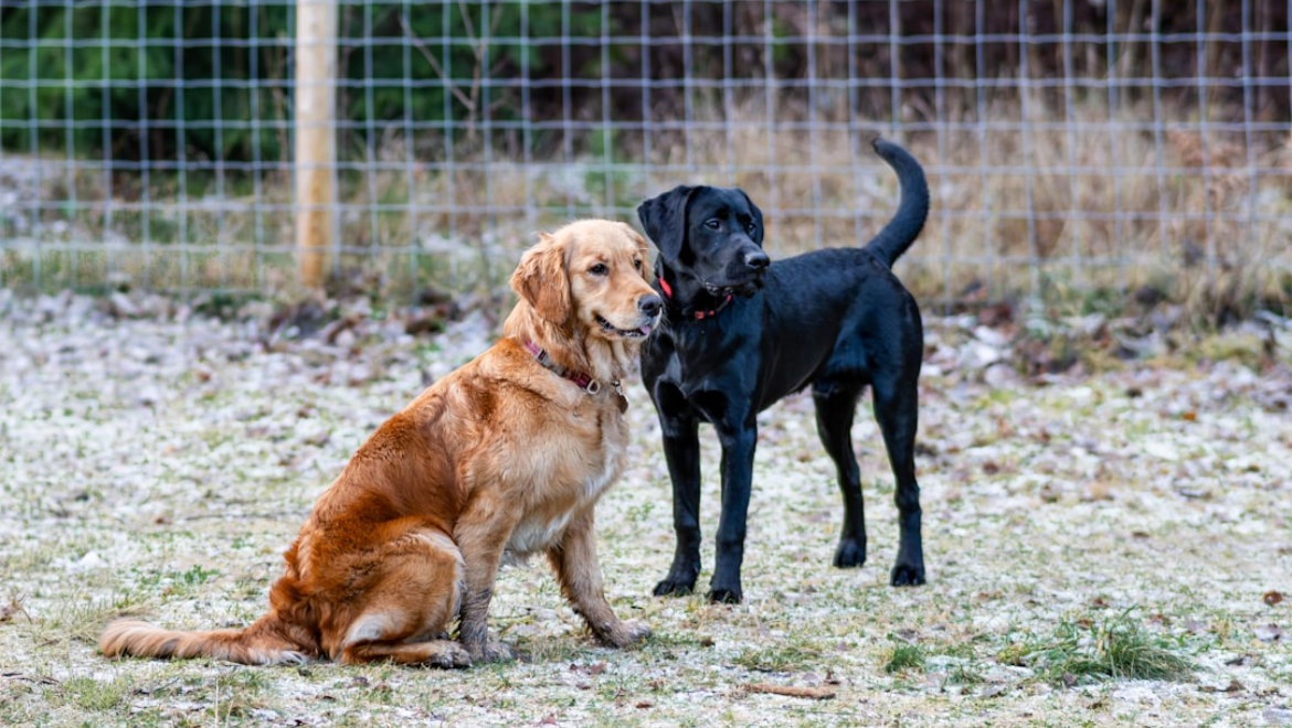 Is Doggy Daycare Right for Your Pet? Signs Your Dog Needs Socialization