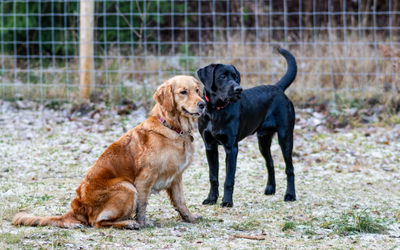 Is Doggy Daycare Right for Your Pet? Signs Your Dog Needs Socialization