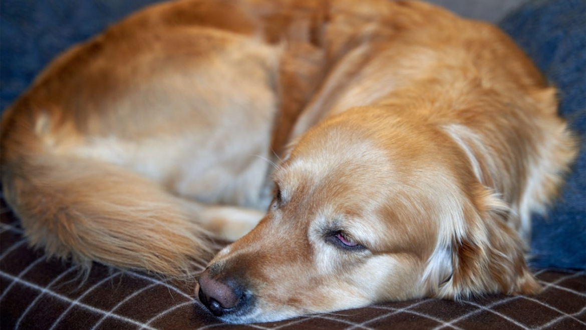 Preparing Your Pet for Their First Overnight Boarding Stay