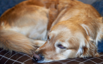 Preparing Your Pet for Their First Overnight Boarding Stay