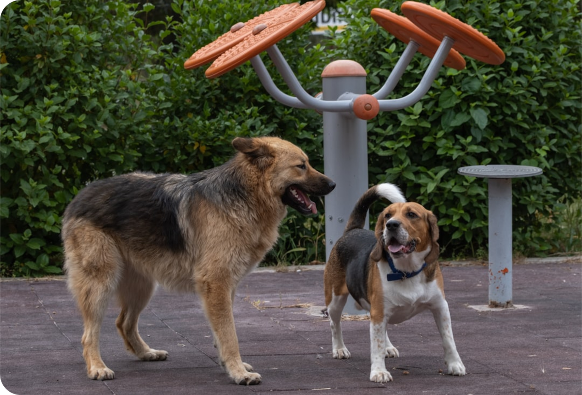 5 Essential Tips for Keeping Your Dog Happy and Healthy This Summer