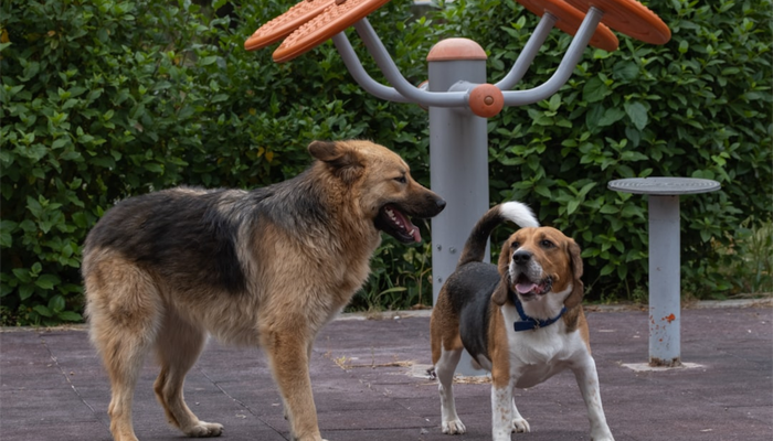 5 Essential Tips for Keeping Your Dog Happy and Healthy This Summer