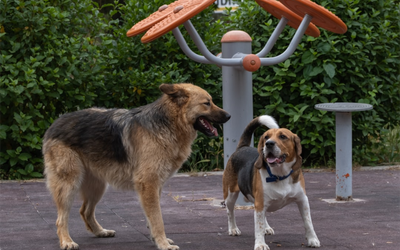 5 Essential Tips for Keeping Your Dog Happy and Healthy This Summer