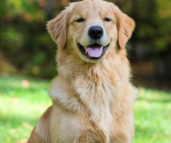 Hero - Golden Retriever